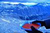 Main Ridge of Karwendel Mountain Range, Austria, Tirol